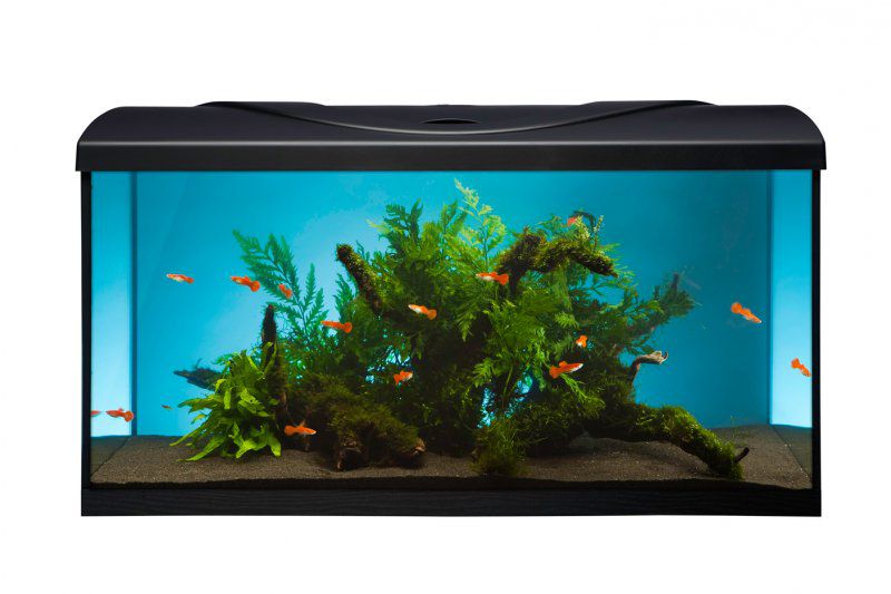 Akvarij 112l+oprema – Diversa STARTUP 80 LED Expert, s ravnim prednjim staklom, crni, poklopac, rasvjeta, filter, grijač