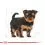 ROYAL CANIN Yorkshire Puppy suho krmivo za &scaron;tene jork&scaron;irskog terijera 500 g