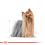 ROYAL CANIN Yorkshire Loaf konzerva s paštetom za jorkširskog terijera 24 x 85 g