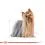 ROYAL CANIN Yorkshire Loaf konzerva s pa&scaron;tetom za jork&scaron;irskog terijera 24 x 85 g