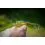 Shimano Exsence Shallow Assassin 99mm/14g T00 Maiwashi