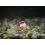 Delphin Feeder Braided Sting / 10x / 12cm/0,20mm/Chinu 6