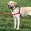Postroj protiv vuče EasyWalk Harness - L, crni