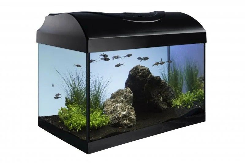 Akvarij 25l+oprema – Diversa STARTUP 40 LED Expert, s ravnim prednjim staklom, crni, poklopac, rasvjeta, filter, grijač