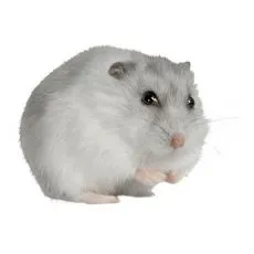  Kavez za hrčka