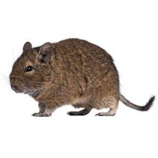 Kavez za degu