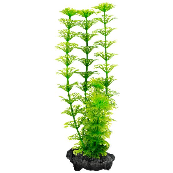 Biljka Tetra Ambulia, S - 15cm