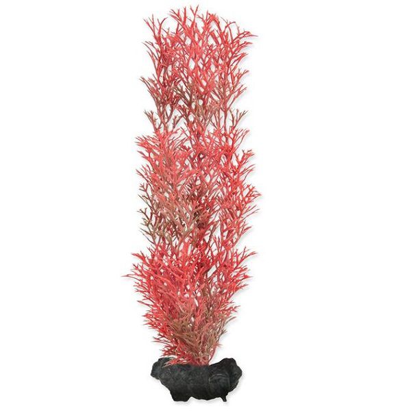 Myriophyllum heterophyllum (Crvena lisnata repica) - biljka Tetra 23 cm, M