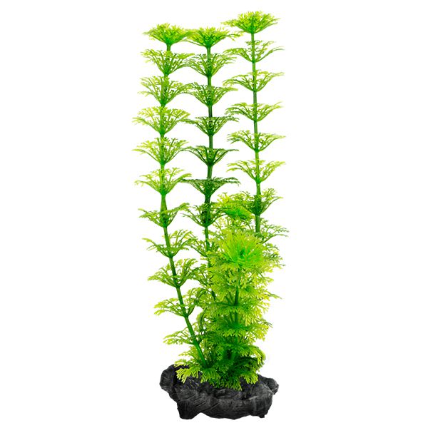 Limnophila sessiliflora (Ambulia) - biljka Tetra 23 cm
