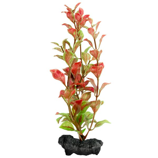 Ludwigia repens (Red Ludwigia) - biljka Tetra 15 cm, S