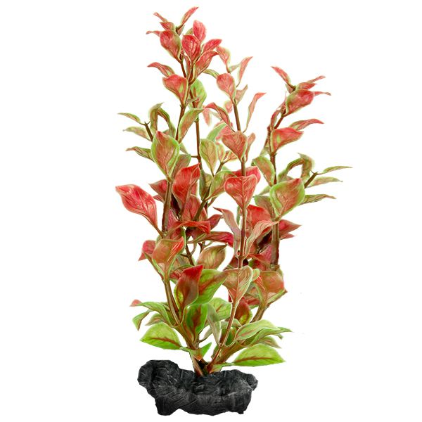 Ludwigia repens (Crvena Ludwigia) - biljka Tetra 30 cm, L