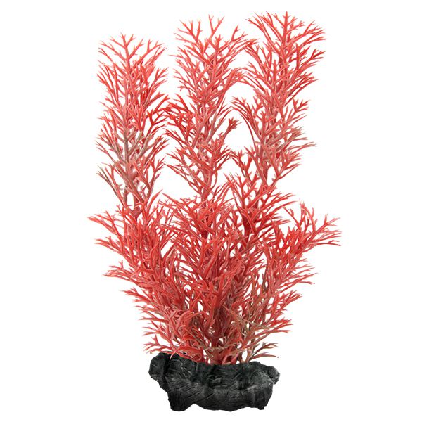 Myriophyllum heterophyllum (Crvena lisnata repica) - biljka Tetra 15 cm, S