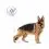 Royal Canin Maxi Adult konzerva za odrasle velike pse 10 x 140 g