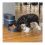 PetSafe automatska hranilica Smart Feed 2.0
