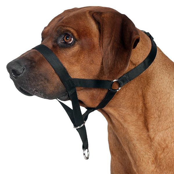 Pojase za pse za trening - ovratnik L, 31 cm