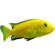Ciklidi