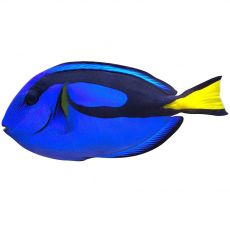 Morski akvarij