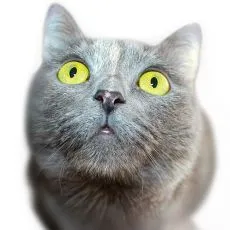 Njega očiju i u&scaron;iju