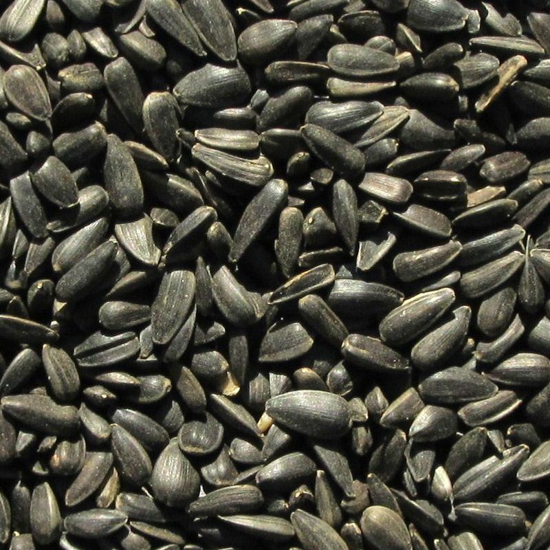 Crni suncokret 1 kg