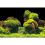 Pozadina za akvarij ROCK/PLANTS S - 60 x 30 cm