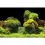 Pozadina za akvarij ROCK/PLANTS S - 60 x 30 cm