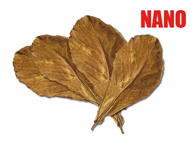 Morski badem - sušeni listovi NANO, 12 kom