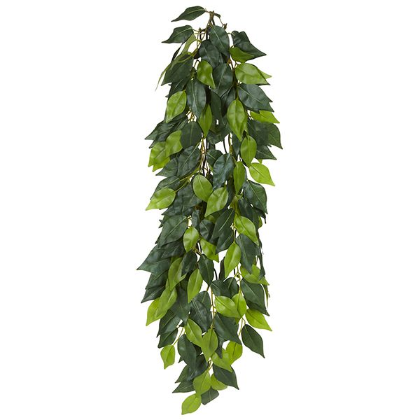 Fikus svila veliki - biljka za terarij, 70cm
