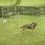 Ograda za psa Dog Park 2