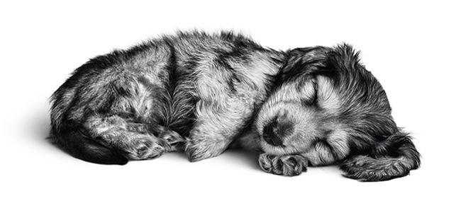 00_puppy_univerzal_03.jpg