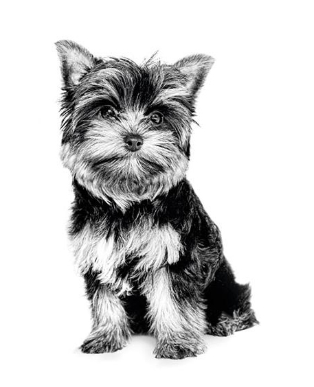 yorkshire_puppy_02.jpg