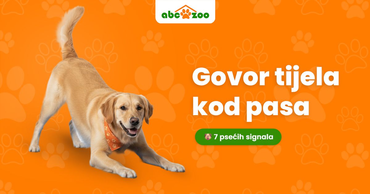 Govor tijela pasa: Kako čitati 7 ključnih signala